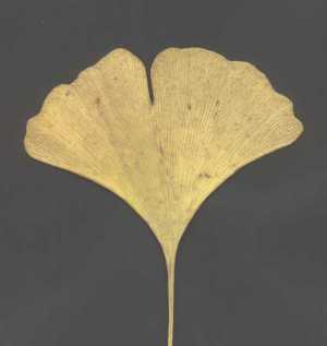 Gingko-Blatt (6 KB)